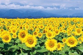 C3092450-18F5-4679-96DD-AC30374253CE